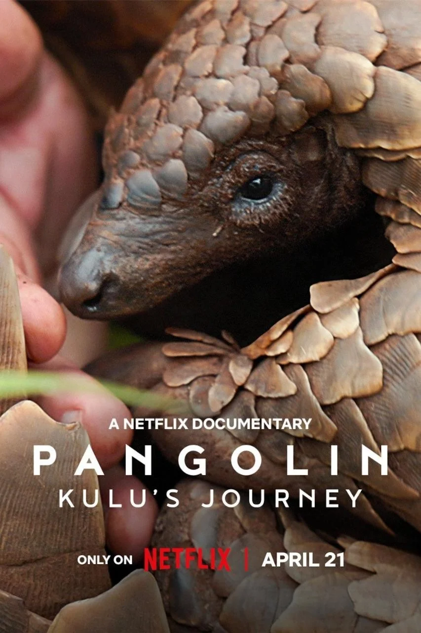 Loài Tê Tê: Hành Trình Của Kulu - Pangolin: Kulu's Journey