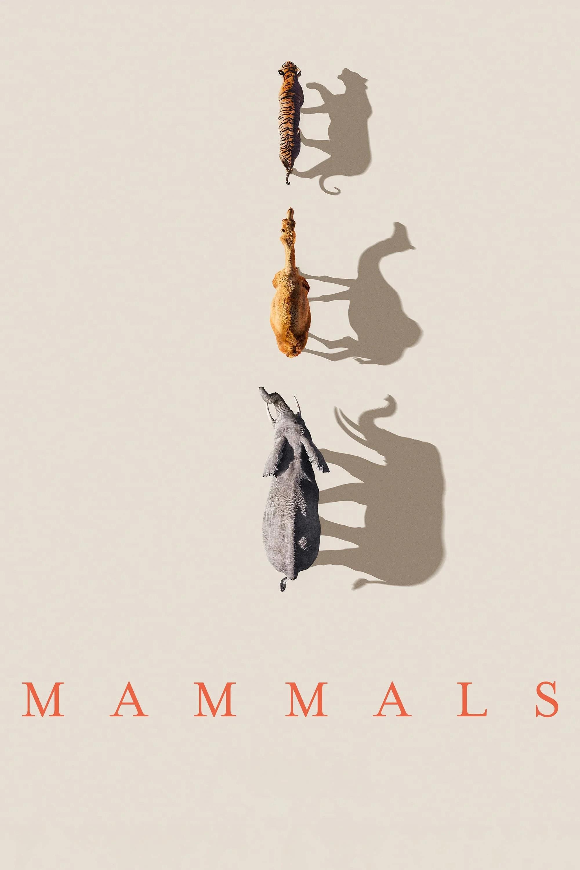 Lớp Thú - Mammals