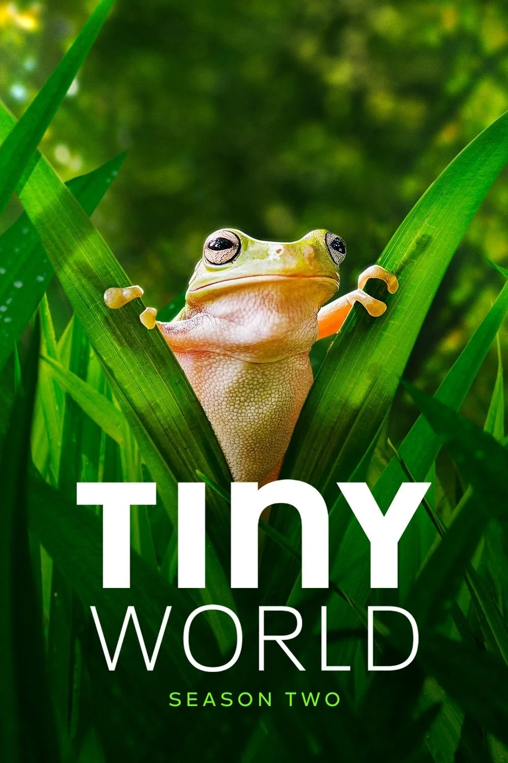 Thế Giới Siêu Nhỏ (Phần 2) - Tiny World (Season 2)
